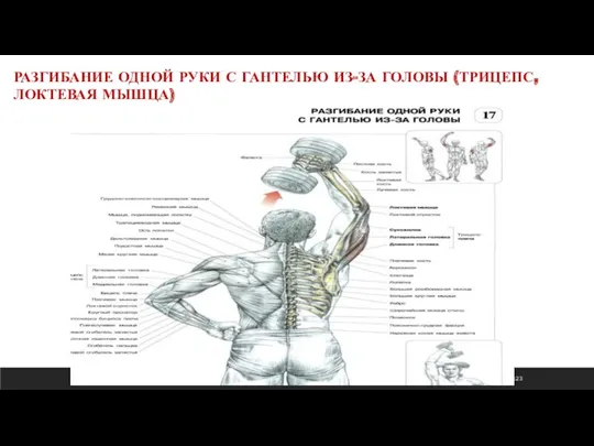 ср 22.03.23 РАЗГИБАНИЕ ОДНОЙ РУКИ С ГАНТЕЛЬЮ ИЗ-ЗА ГОЛОВЫ (ТРИЦЕПС, ЛОКТЕВАЯ МЫШЦА)