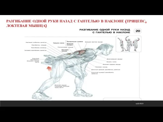 ср 22.03.23 РАЗГИБАНИЕ ОДНОЙ РУКИ НАЗАД С ГАНТЕЛЬЮ В НАКЛОНЕ (ТРИЦЕПС, ЛОКТЕВАЯ МЫШЦА)