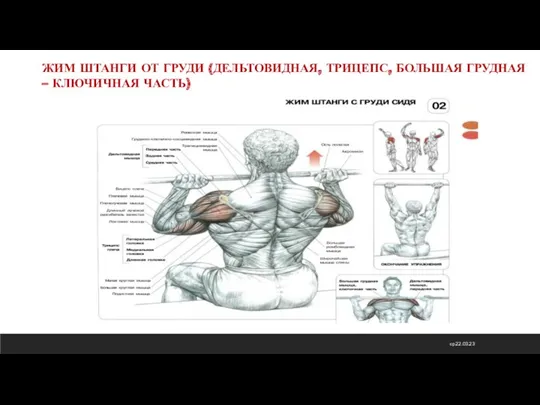 ср 22.03.23 ЖИМ ШТАНГИ ОТ ГРУДИ (ДЕЛЬТОВИДНАЯ, ТРИЦЕПС, БОЛЬШАЯ ГРУДНАЯ – КЛЮЧИЧНАЯ ЧАСТЬ)