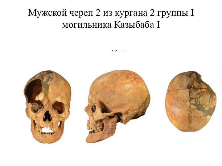 Мужской череп 2 из кургана 2 группы I могильника Казыбаба I