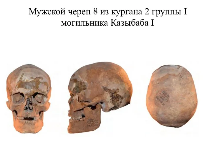 Мужской череп 8 из кургана 2 группы I могильника Казыбаба I