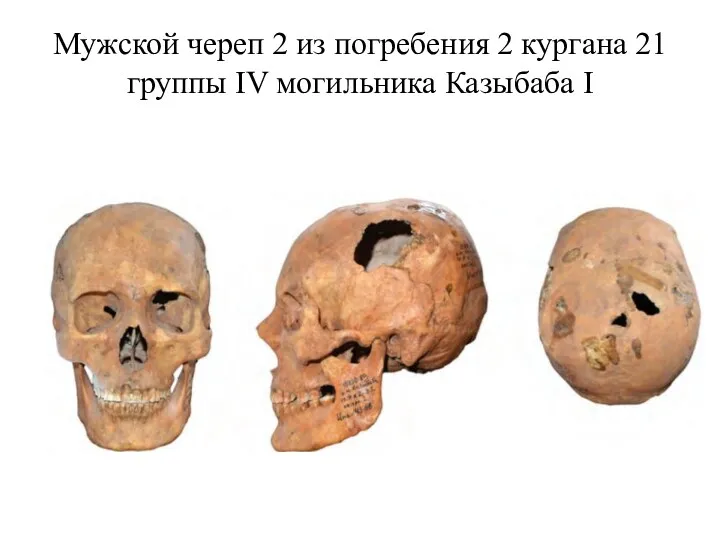 Мужской череп 2 из погребения 2 кургана 21 группы IV могильника Казыбаба I