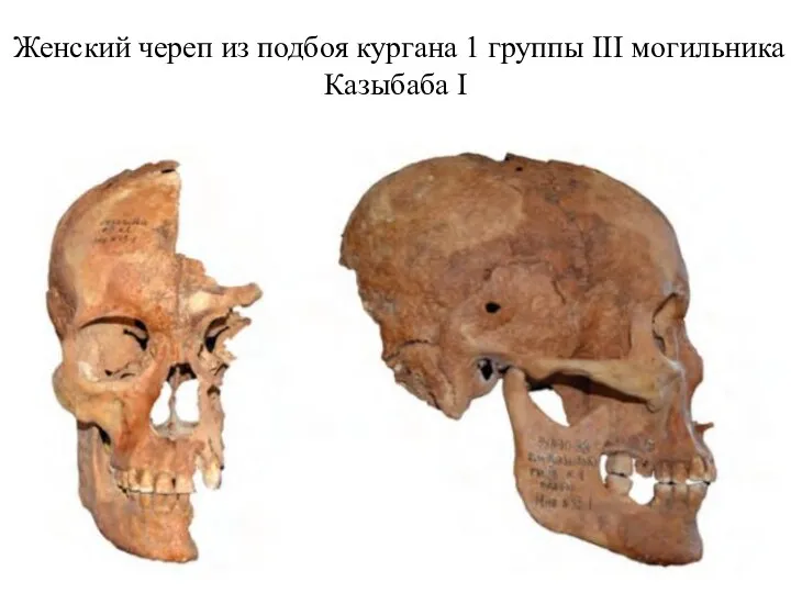 Женский череп из подбоя кургана 1 группы III могильника Казыбаба I