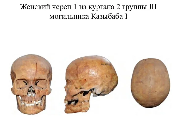 Женский череп 1 из кургана 2 группы III могильника Казыбаба I