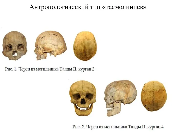 Антропологический тип «тасмолинцев»