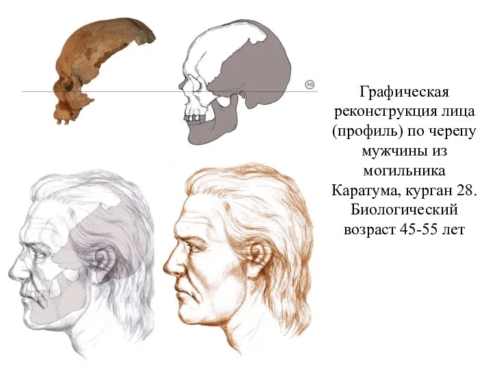 Графическая реконструкция лица (профиль) по черепу мужчины из могильника Каратума, курган 28. Биологический возраст 45-55 лет