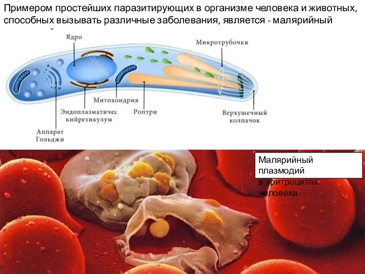 Примером простейших паразитирующих в организме человека и животных, способных вызывать