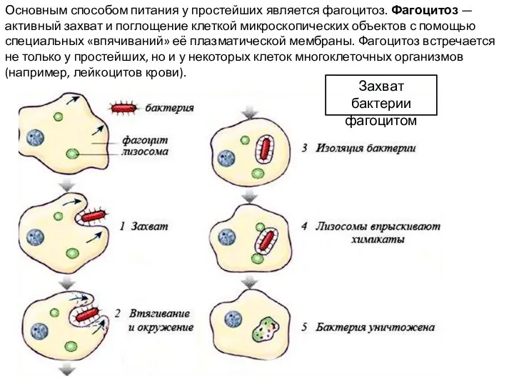 Основным способом питания у простейших является фагоцитоз. Фагоцитоз — активный