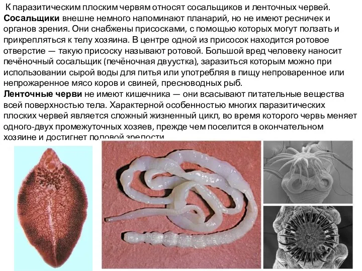 К паразитическим плоским червям относят сосальщиков и ленточных червей. Сосальщики