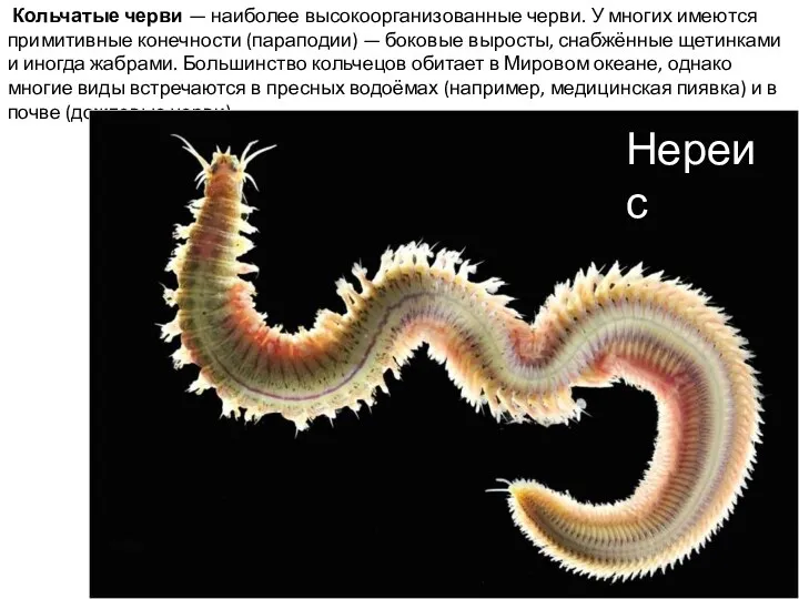 Кольчатые черви — наиболее высокоорганизованные черви. У многих имеются примитивные