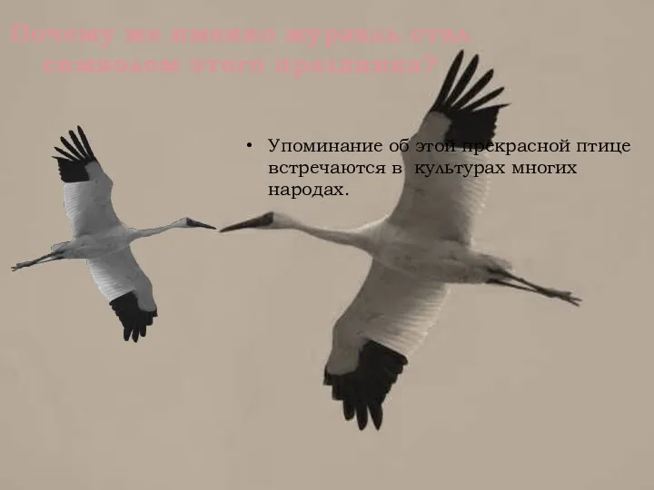 Упоминание об этой прекрасной птице встречаются в культурах многих народах. Почему же именно