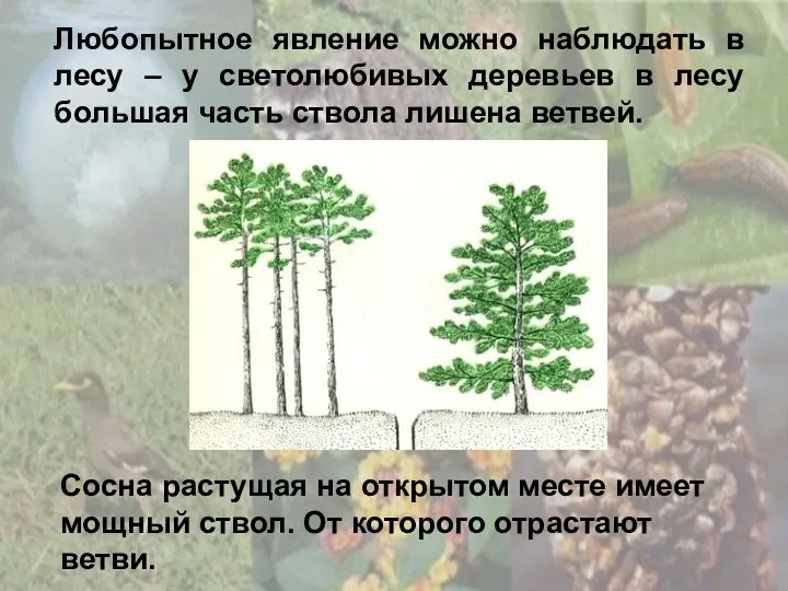 Любопытное явление можно наблюдать в лесу – у светолюбивых деревьев в лесу большая