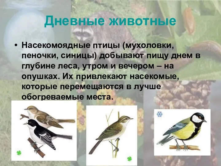 Насекомоядные птицы (мухоловки, пеночки, синицы) добывают пищу днем в глубине леса, утром и