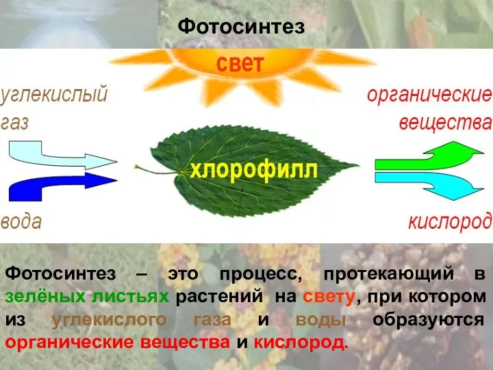 Фотосинтез Фотосинтез – это процесс, протекающий в зелёных листьях растений