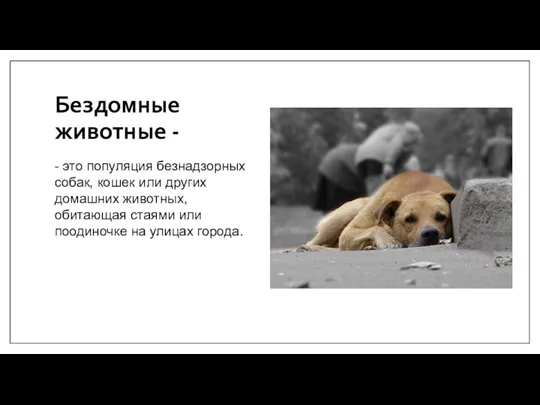 Бездомные животные - - это популяция безнадзорных собак, кошек или