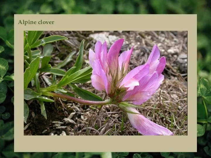 Alpine clover