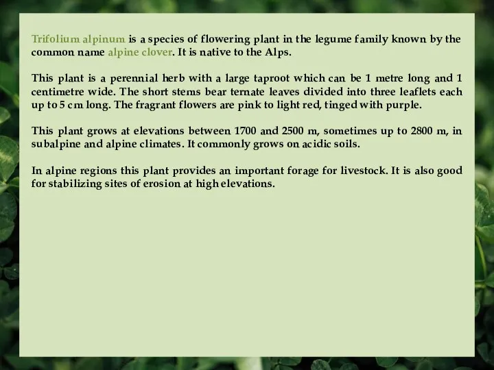 Trifolium alpinum is a species of flowering plant in the