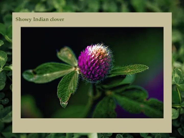 Showy Indian clover