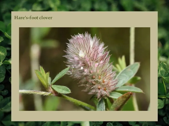 Hare's-foot clover