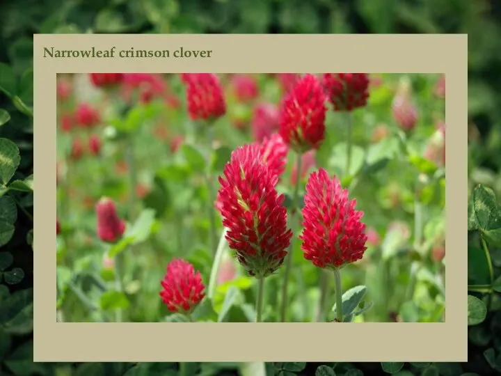 Narrowleaf crimson clover