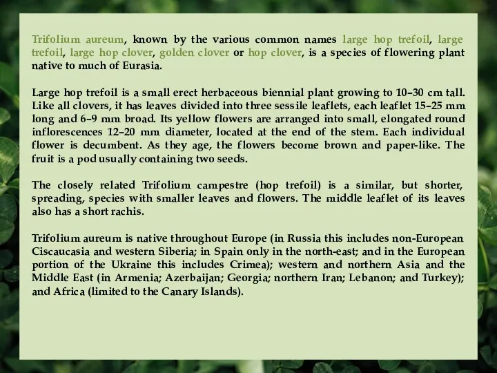 Trifolium aureum, known by the various common names large hop trefoil, large trefoil,