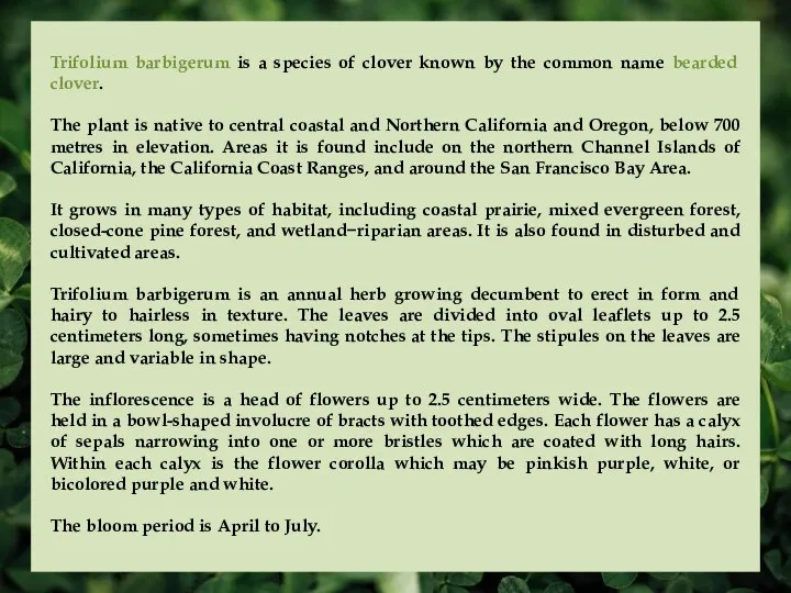 Trifolium barbigerum is a species of clover known by the