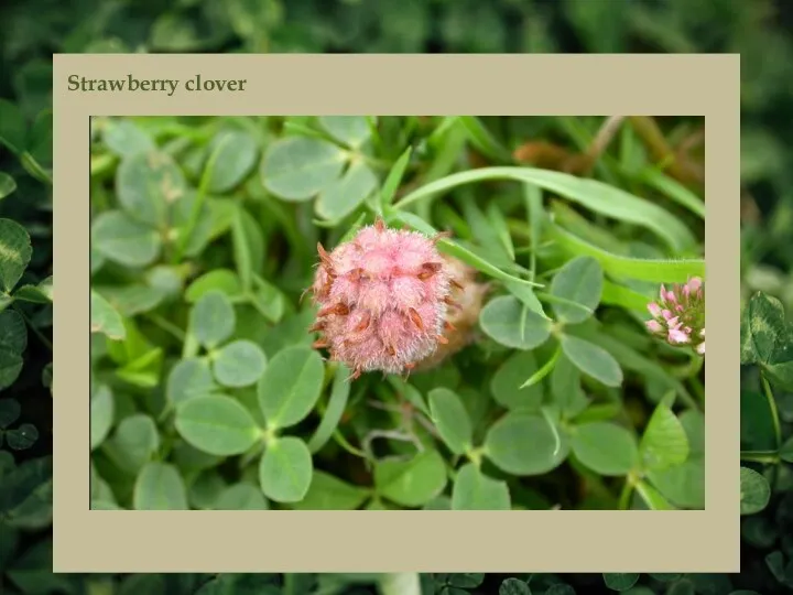 Strawberry clover