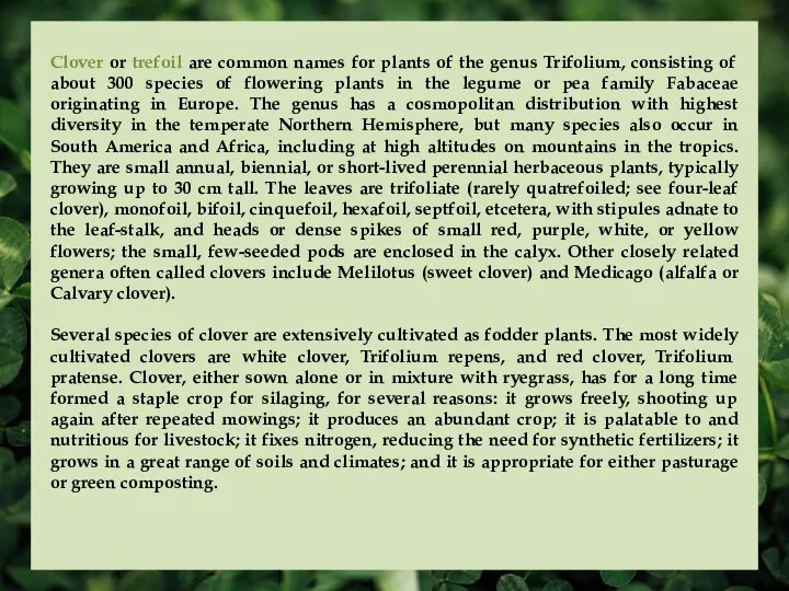 Clover or trefoil are common names for plants of the