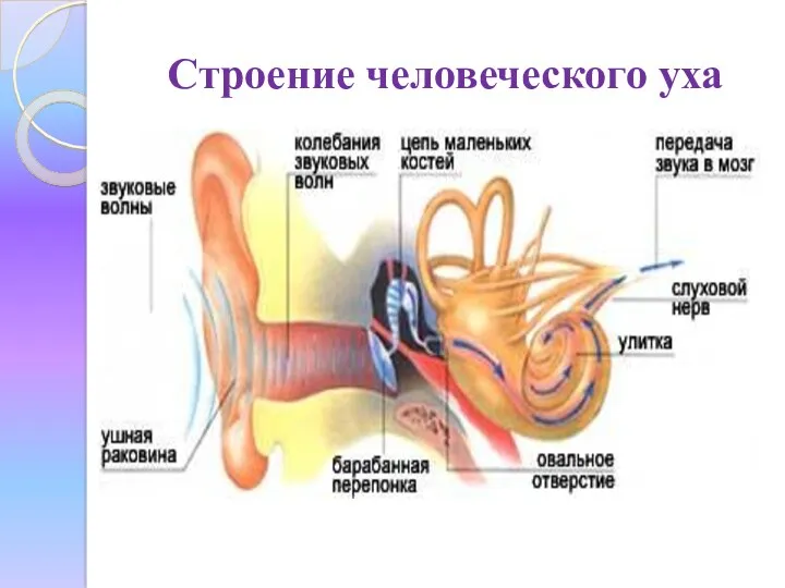 Строение человеческого уха