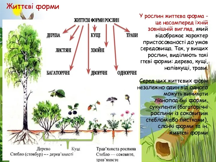 У рослин життєва форма - це насамперед їхній зовнішній вигляд, який відображає характер