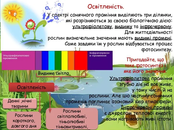 У спектрі сонячного проміння виділяють три ділянки, які розрізняються за своєю біологічною дією: