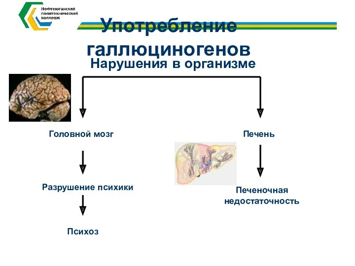 Употребление галлюциногенов Головной мозг Психоз Печень Печеночная недостаточность Разрушение психики Нарушения в организме