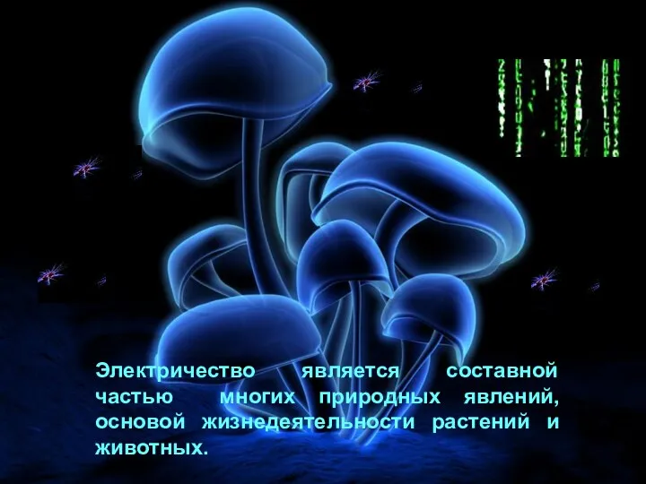 Электричество является составной частью многих природных явлений, основой жизнедеятельности растений и животных.