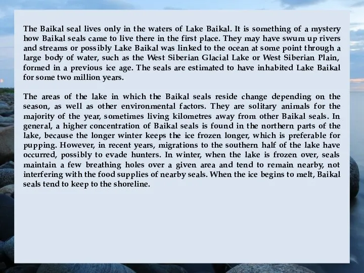 The Baikal seal lives only in the waters of Lake