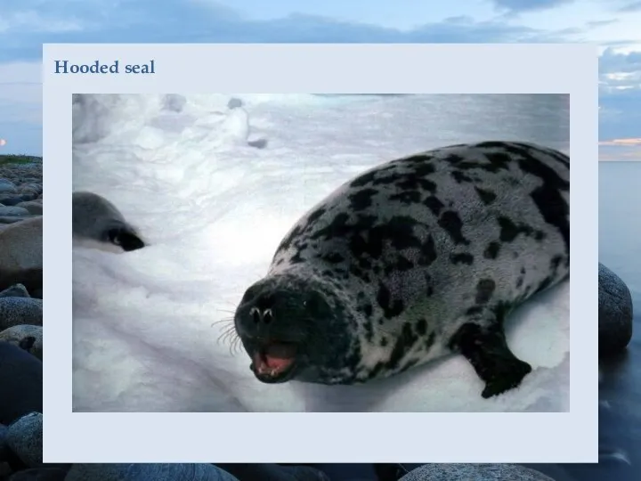 Hooded seal