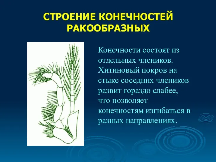 СТРОЕНИЕ КОНЕЧНОСТЕЙ РАКООБРАЗНЫХ Конечности состоят из отдельных члеников. Хитиновый покров