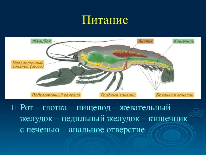 Питание Рот – глотка – пищевод – жевательный желудок –