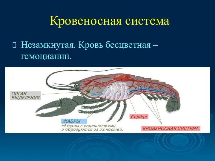 Кровеносная система Незамкнутая. Кровь бесцветная – гемоцианин.