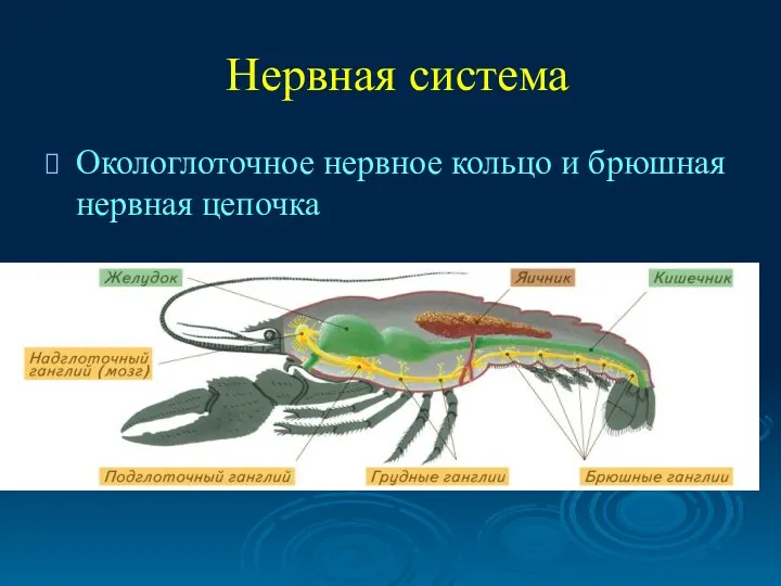 Нервная система Окологлоточное нервное кольцо и брюшная нервная цепочка