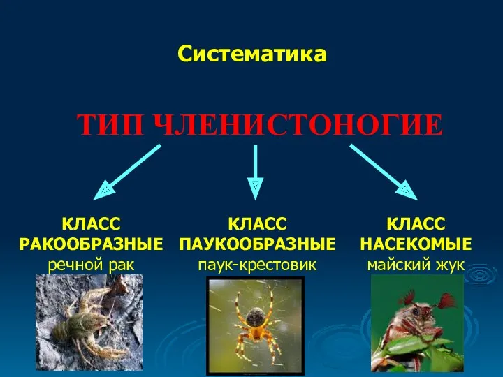 ТИП ЧЛЕНИСТОНОГИЕ КЛАСС РАКООБРАЗНЫЕ речной рак Систематика КЛАСС ПАУКООБРАЗНЫЕ паук-крестовик КЛАСС НАСЕКОМЫЕ майский жук