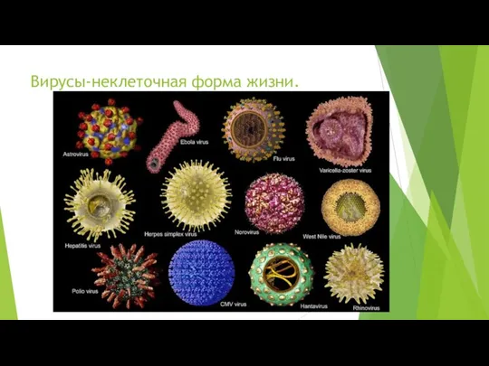 Вирусы-неклеточная форма жизни.