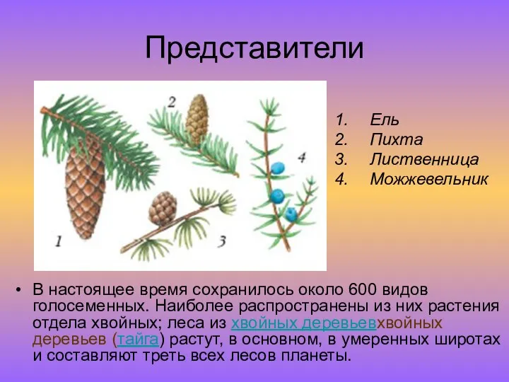 Представители В настоящее время сохранилось около 600 видов голосеменных. Наиболее