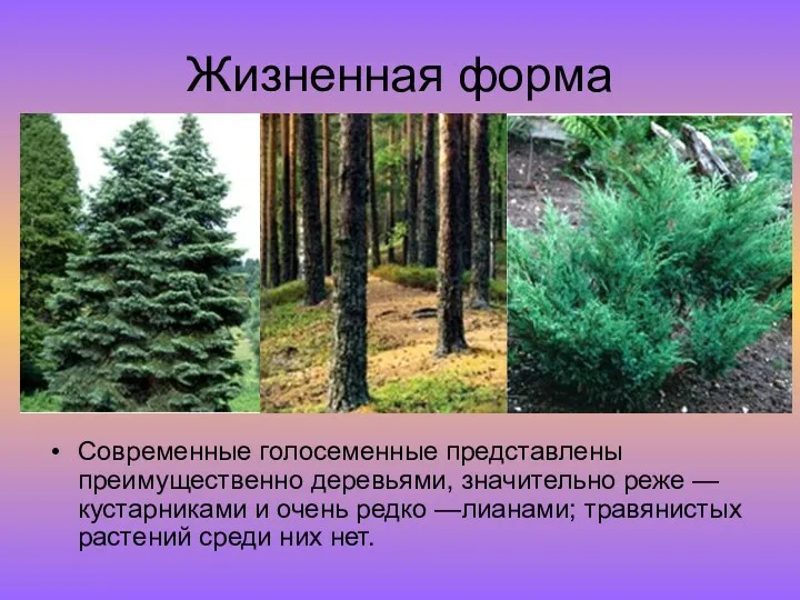 Жизненная форма Современные голосеменные представлены преимущественно деревьями, значительно реже —