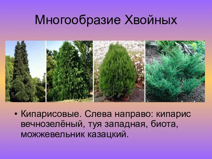 Многообразие Хвойных Кипарисовые. Слева направо: кипарис вечнозелёный, туя западная, биота, можжевельник казацкий.