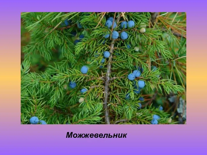 Можжевельник