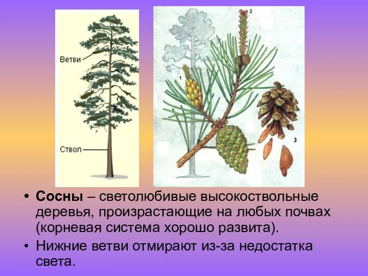 Сосны – светолюбивые высокоствольные деревья, произрастающие на любых почвах(корневая система хорошо развита). Нижние