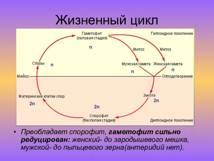 Жизненный цикл Преобладает спорофит, гаметофит сильно редуцирован: женский- до зародышевого мешка, мужской- до пыльцевого зерна(антеридий нет).