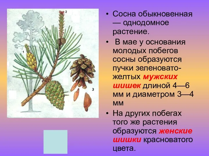 Сосна обыкновенная — однодомное растение. В мае у основания молодых