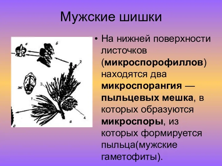 Мужские шишки На нижней поверхности листочков(микроспорофиллов) находятся два микроспорангия —