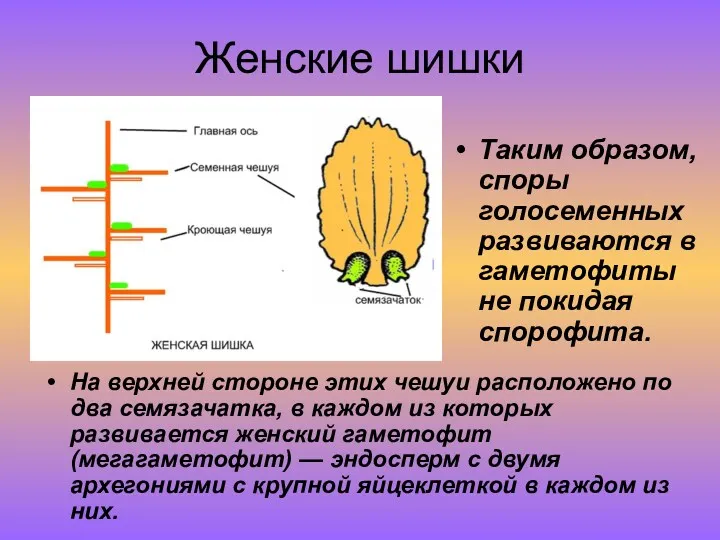 Женские шишки На верхней стороне этих чешуи расположено по два